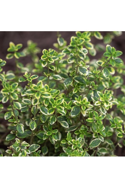 Чебрець лимонний Варієгата купити